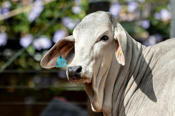 Brahman y sus cruzas en la Tradición Misionera: “Una alternativa muy interesante para la producción actual”