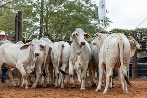 El Rodeo abrió pre ofertas para equinos, vientres e invernada de feria de la Tradición Misionera