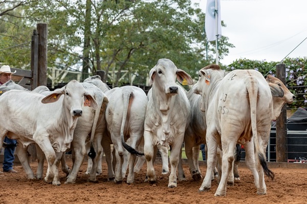 El Rodeo abrió pre ofertas para equinos, vientres e invernada de feria de la Tradición Misionera