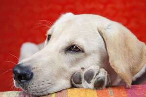 Cómo se manifiesta el parvovirus en perros, una enfermedad grave pero prevenible - Mascotas - ABC Color