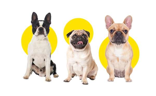 Perros de razas Pug, Bulldog Francés y Boston Terrier: diferencias y similitudes - Mascotas - ABC Color