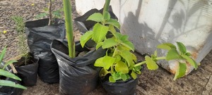 Aumento de demanda de plantines en la Asociación de Productores Agroecológicos de Nueva Alborada