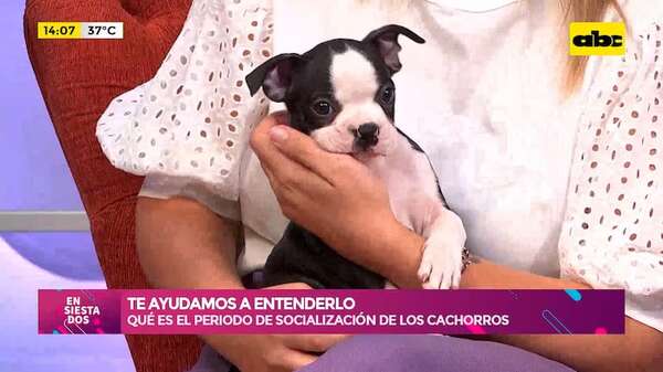 Periodo de socialización en cachorros: todo lo que necesitas saber - Ensiestados - ABC Color