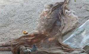 Tres imputados: faenaron hasta Puma en Villa Hayes