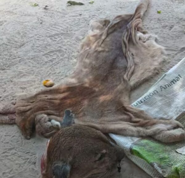 ¡Aijuena! Les pillaron transportando carne rarófila y hallan restos hasta de un puma