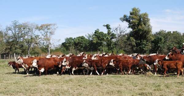La Nación / Estrés hídrico en producción de terneros y faena del 2024 generaría disminución del hato ganadero