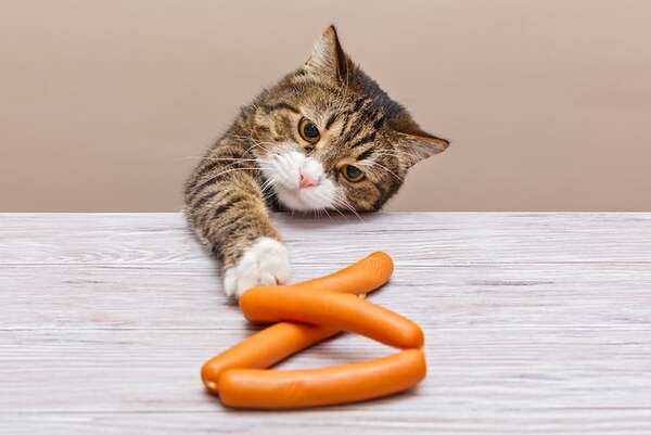 Alimentos que deberías (y no deberías) compartir con tu gato - Mascotas - ABC Color