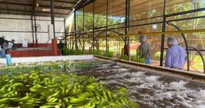 La Nación / Envíos de banana en el 2024: reportan leve repunte en ingresos, pero menor volumen