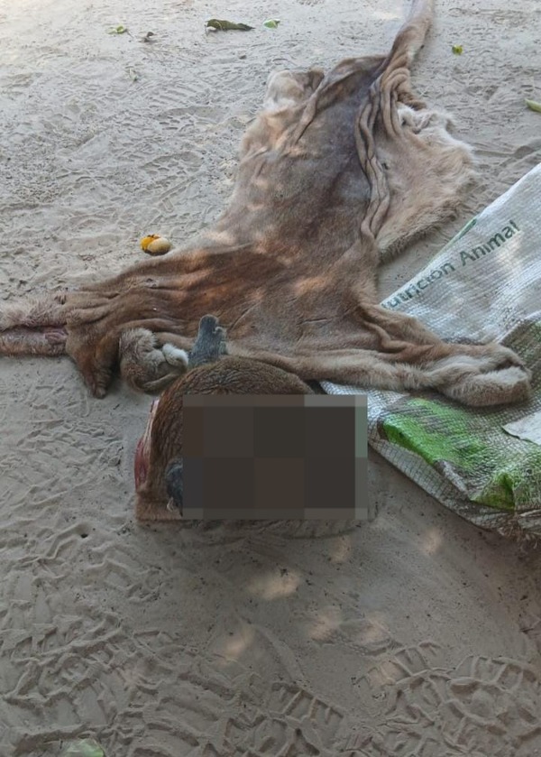 Imputan a tres personas por abigeato en el Chaco: faenaron hasta un puma - trece