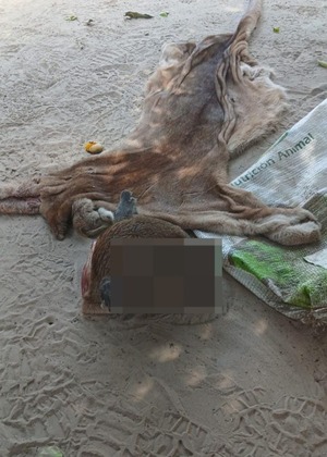 Imputan a tres hombres que faenaron hasta un puma en el Chaco - Unicanal