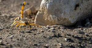 La Nación / Instan a estar atentos ante aparición de alacranes que salen por las altas temperaturas