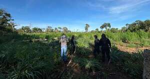 Diario HOY | Intervienen cerro Akangue y destruyen tres hectáreas de plantaciones de marihuana