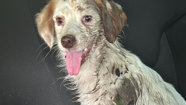 Piden ayuda para operar a Kuki, perrito baleado, atropellado y abandonado en Altos