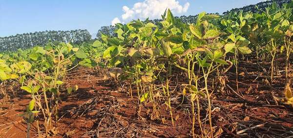 Soja: Alertan que el 84% del área de cultivo presentó déficit hídrico - Economía - ABC Color