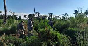 La Nación / Destruyen campamentos e incautan marihuana en Bella Vista