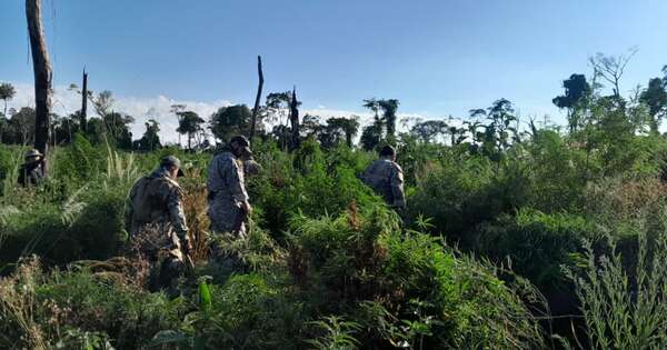 La Nación / Destruyen campamentos e incautan marihuana en Bella Vista