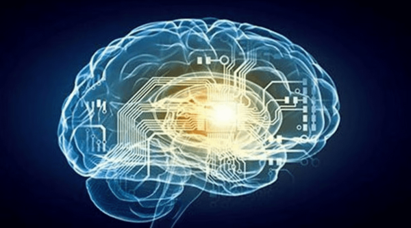 Un grupo de científicos descubrió cuál es la temperatura en la que mejor funciona el cerebro