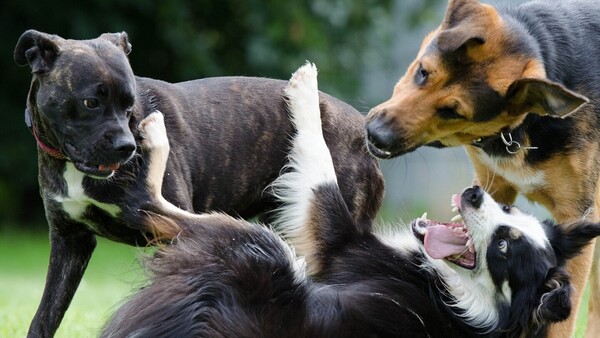 Ofrecen diagnóstico gratuito de Leishmaniasis para los perros