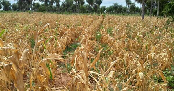 La Nación / Sequía agrícola: diferencias entre el panorama actual y el de otros años