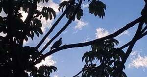 La Nación / El vuelo de los pájaros