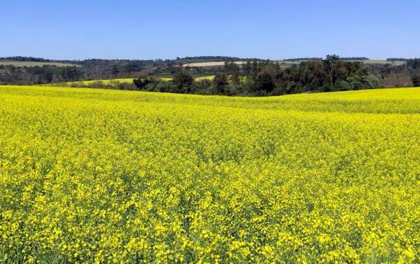 Superficie de cultivos de invierno se redujo en más de 773.000 ha - Económico - ABC Color