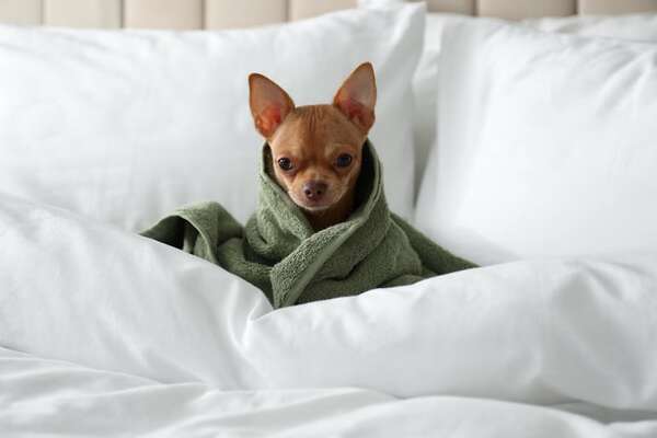 Hoteles para perros y gatos - ABC Revista - ABC Color