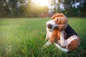 Mi mascota se rasca mucho: ¿es por alergia, parásitos o piel seca? - Mascotas - ABC Color