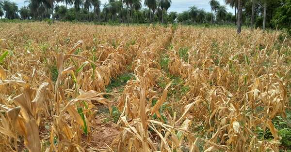 La Nación / Sequía en el sector agrícola: ¿en qué se diferencia el panorama actual con el de otros años?