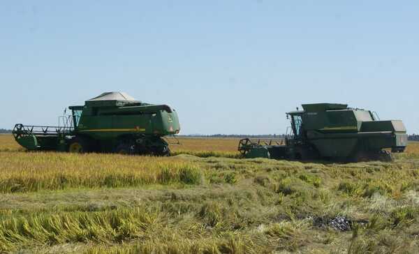 Suben ingresos por exportación de arroz pese a menor volumen