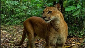 ¡Que locura: faenaron hasta un puma!