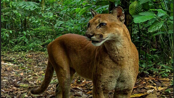 ¡Que locura: faenaron hasta un puma!