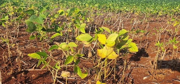 Déficit hídrico afecta al 84% del área cultivable de soja en Paraguay - ADN Digital