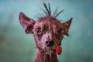 Todo lo que tenés que saber sobre la peculiar raza Xoloitzcuintle, un perro mexicano - Mascotas - ABC Color