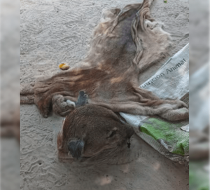 Detienen e imputan a tres hombres por faenar un puma en el Chaco