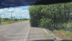 Concepción: Peligrosas malezas invaden banquinas de la ruta PY22