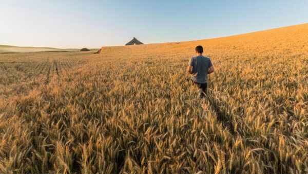Reportan una disminución en la superficie de cultivos de invierno en el 2024