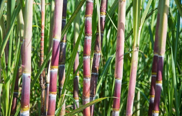Agricultura orgánica