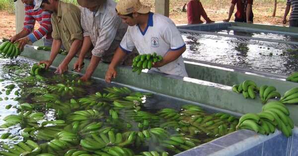 La Nación / En 2024, cotización internacional de la banana reportó leve repunte