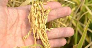 La Nación / Se exportaron casi 180 mil toneladas menos de arroz