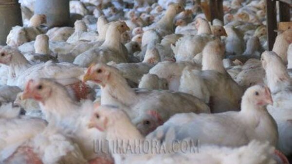 Esperan luz verde de Taiwán para exportar carne aviar