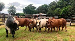 Productores de bovinos de Itapúa podrán participar en innovador proyecto de investigación