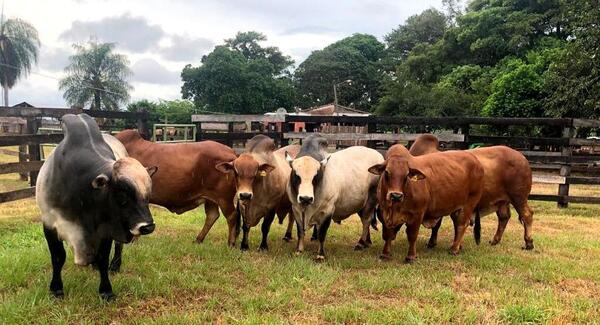 Productores de bovinos de Itapúa podrán participar en innovador proyecto de investigación