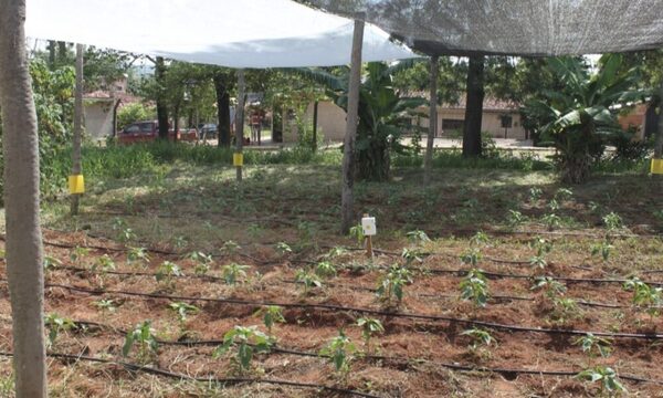 Productores resaltan necesidad tecnológica como clave para paliar efectos del clima