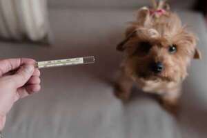 Señales de que tu mascota tiene fiebre: cómo medirla y cuándo acudir al veterinario - Mascotas - ABC Color