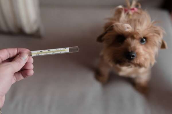 Señales de que tu mascota tiene fiebre: cómo medirla y cuándo acudir al veterinario - Mascotas - ABC Color