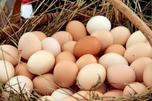 Sector del huevo en Paraguay tiene la mira puesta en Chile - 1000 Noticias