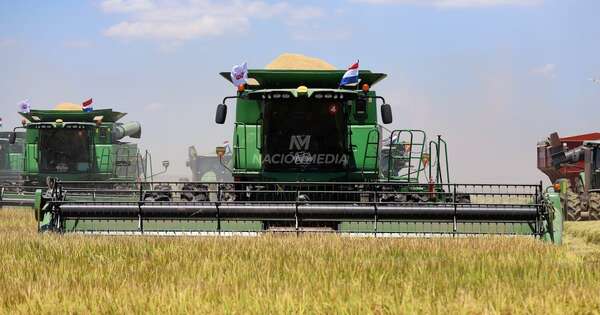 La Nación / Cada vez más empresas apuestan por Misiones para la producción de arroz