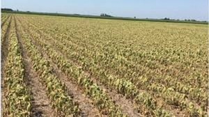 Falta de Lluvias: Anuncian merma en la producción