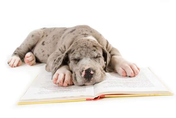 ¿Buscás paz y serenidad? Estas son las razas de perros más tranquilos que existen - Mascotas - ABC Color