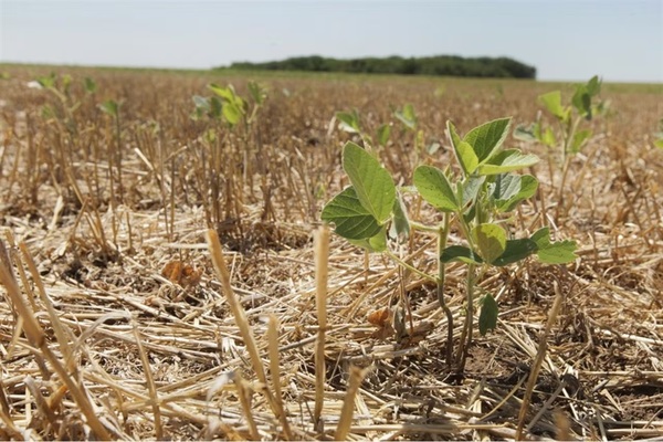 La sequía perjudica a productores de arroz de Misiones - ADN Digital